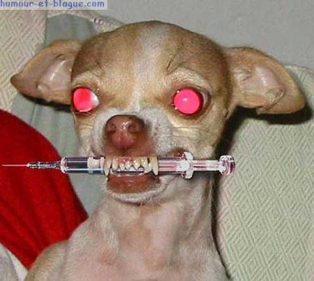 Sa c du chien ^^